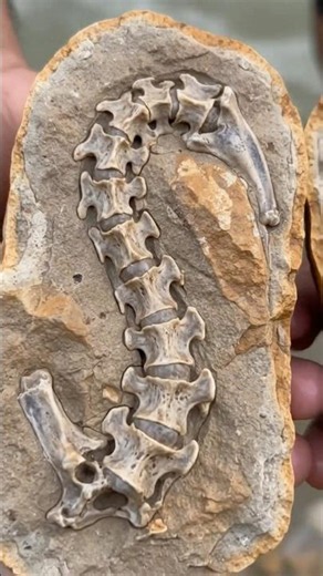 Unbelievable Discovery! Mysterious Skeleton Hidden Inside a Split Rock
