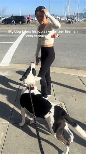 @oh_so_curious_george: No days off…. ‼️🚨 #dog #doglover