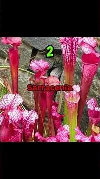 Top 5 carnivorous plants that devour animals and insects! 🕷️🌺🐸