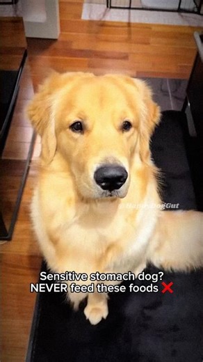 What NOT to Feed a Sensitive Stomach Dog 🐶❌ (Vet Basics)