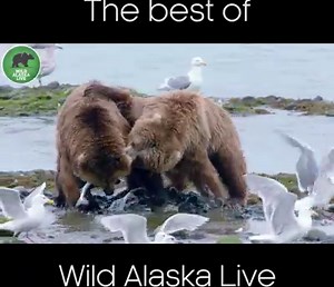 WOW! What an incredible series that was, here are just some of the highlights 😮😍 #AlaskaLive | BBC Wild Alaska Live
