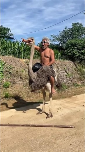 Clever cock riding🤯😳😁#animals #clever#cock#shorts