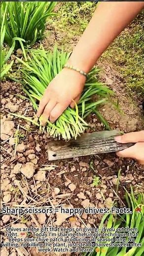 Cut Chives Right: They'll Grow Back Fast! ✂️🌱