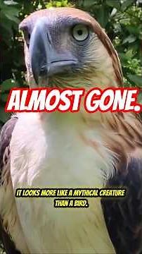 The Philippine Eagle: The Monkey-Eating Giant Facing Extinction