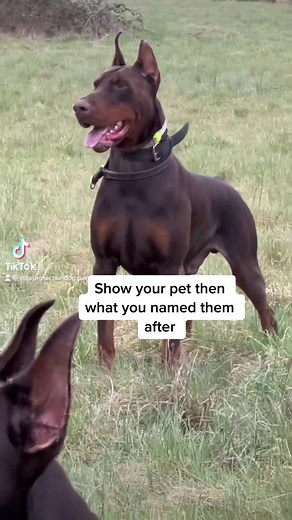 #viral #fypシ #workingdog #dobermans_of_tiktok #ppdogs #protectiondog #workingdogsoftiktok #dobermanpinscher #dobermanstud #europeandobermansoftiktok #europeandobermanpuppy #doberman #europeandobermanns #CapCut