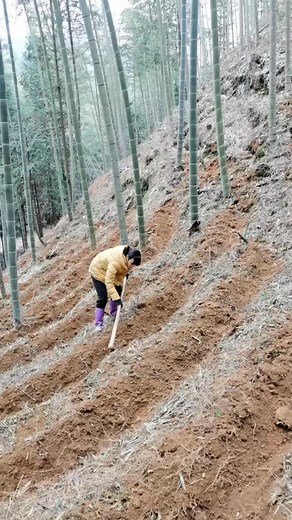 Bamboo Mushroom Cultivation Techniques #satisfying #videos #reelsvideoシ #fypシ #short #reelsviralfb | James Boyce