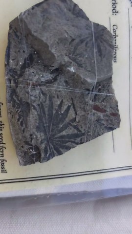 Seed Fern Fossil With Information Card | Ancient Plant Fossil | Carboniferous–permian Leaf Impression - Etsy