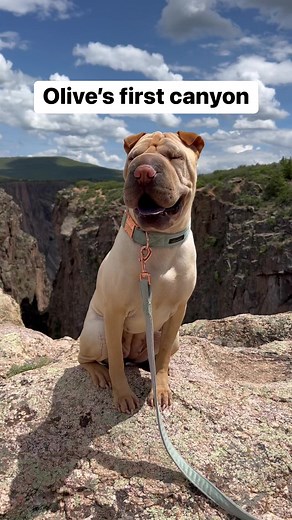 Last week, Olive visited her first canyon! $30 per vehicle to visit the canyon for the day, but wow were the views stunning!!📍 Black Canyon National Park | Montrose, CO #colorado #coloradolife #montrosecolorado #nationalpark #nationalparks #blackcanyon #canyon #dogfriendly | Olive & Ava the Tapping Pei