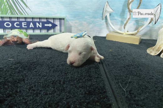 Ruth - Bichon Frise Puppy 747790