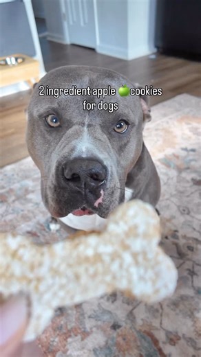 12K views · 45K reactions | Who wants to try to make these apple cookies   for their dogs? You only need 2 ingredients and these turn out sooo delicious  #dogtreats #dogcookies #dogtreatrecipe #bullybreeds #doglove #funnydog #dogparents #dogcontent #doglovers #funnydogs #dogowner #dogs #doghumor Dog life, dog humor, dogs, funny dogs, cute dogs | Hippo American bully | Facebook