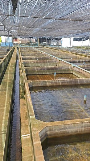 539K views · 7.4K reactions | Male fancy guppy | Punya Guppy Farm | Facebook