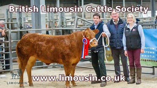 Limousin, is the breed with the premium built in....but don't just take our word for it - Take the word of the Robertson family from Logierait, renowned cattle breeders who use Limousin genetics at the heart of their herd, sourcing Limousin bulls from the Society's bull sales in Carlisle. 🎥 Robert Smith Photography and Video went to Logierait to hear why they use Limousin, check the video out below ⬇ | British Limousin Cattle Society