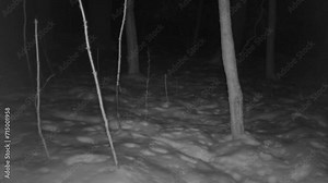 wild red fox in snowy forest at night