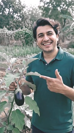 From Planting to Harvest – Brinjal Growing Process!#brinjal #eggplant