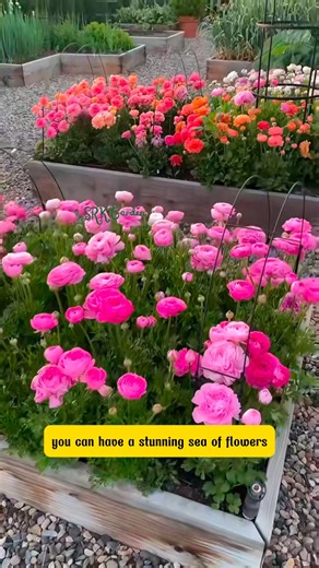 a Stunning Flower Display in Just a Small Space! | Dodo Garden