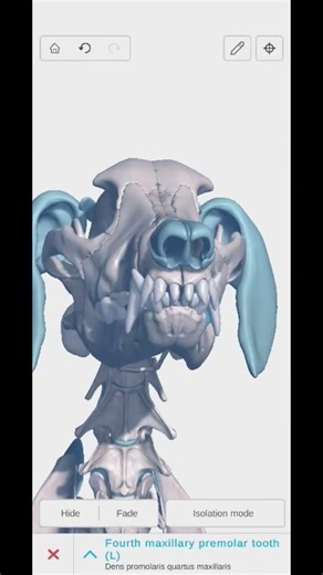 completecanine3d app, error, 1 molar missing