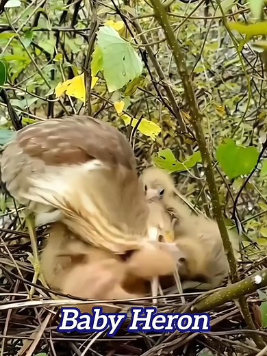 Baby Herons Fighting Over Fish Food #birds #kingfisher #nature #nationalpark #animals #wildanimals #wildlife #wildbirds #birdlovers #birdwatching #viralvideo | Natural Birds