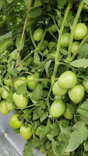 11K views · 53 reactions | Tomato Farming  | टोमॅटो शेती | #agriculture #tomato #contentcreator #modernfarm #farming | Mahesh Dube | Facebook
