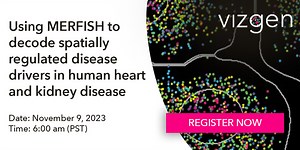Using MERFISH to decode spatially regulated disease drivers in human heart and kidney disease