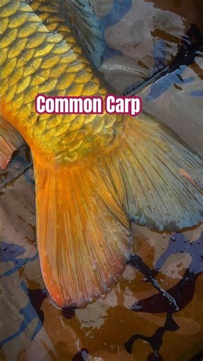 Common Carp 🏆🏆🏆 #fishing #carpfishing #fantazybaits