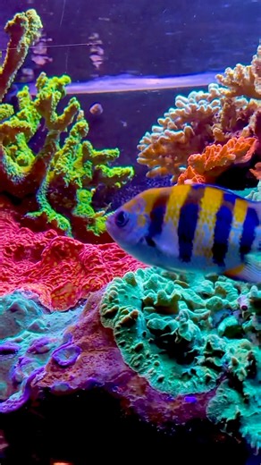 Another breathtaking view of the sps reef tank! 😍