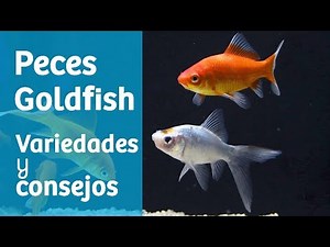 Peces Goldfish · Carpas doradas: variedades y consejos 🐟