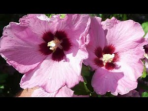 Jesus, Rose of Sharon