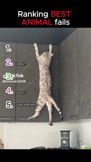 Best Animal Fails #fyp #viral #viralshorts