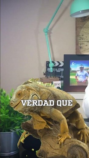 ¿Qué me van a preguntar en el examen sobre las características básicas de los Reptiles? 🐍🐢🐊