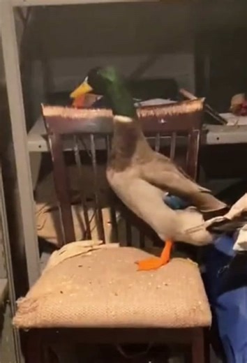 Duck's Dramatic Moments🦆#Duck#funnyDuck#Duckoftiktoks#fyp#foryou #viral