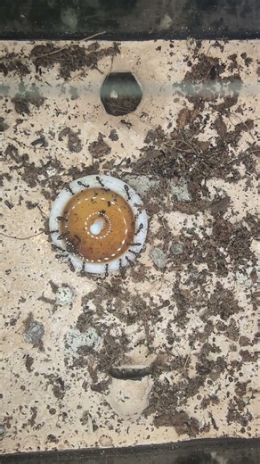 ant colony feeding on sugar water