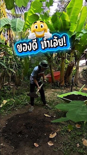 แค่ 62 วัน ทำดินดีเองได้ง่ายๆ ✌️💯 #farming #เกษตรผสมผสาน #เกษตรอินทรีย์ #ดินใบไม้ #ดินดี