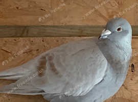 Red bar racing racer cock male pigeon - £30