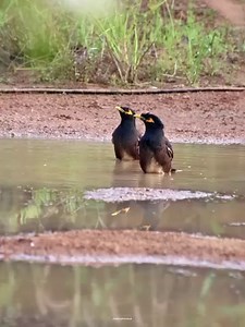 Myna birds | 𝐍𝐚𝐭𝐮𝐫𝐞 𝐏𝐡𝐨𝐭𝐨𝐬 𝐁𝐨𝐨𝐤