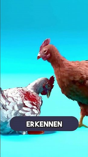 How colorful glasses changed the behavior of chickens in overcrowded barns