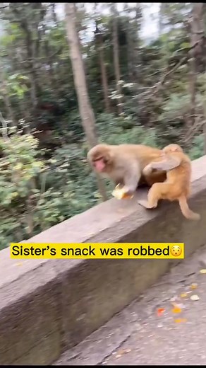 Scary Monkey's Fierce Cry Compilation