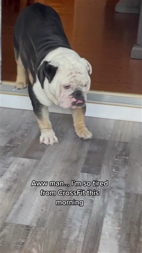 Funny Bulldog Meme About Hungry CrossFit Dog