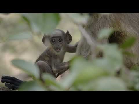 Wild Edens South Asia