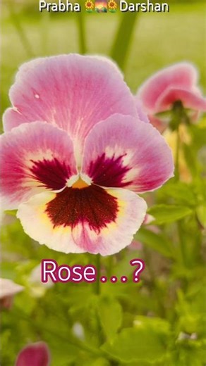 #rose #kashmir #garden #heaven #flowers #goodmorning #shortsfeed #flowerlove #shorts