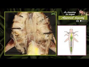La dissection du système digestif du criquet