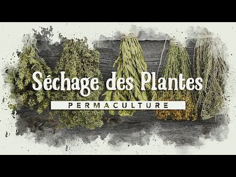 Le séchage des plantes