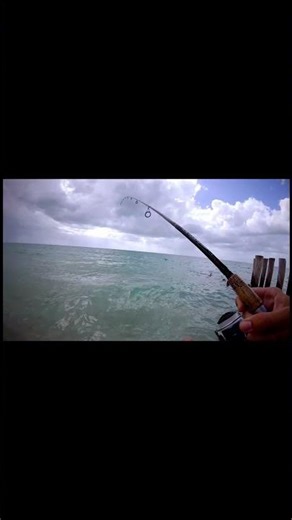 Fishing Catching Spotted Sea Trout live bait