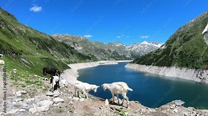 Few goats playing at the shore of artificial lake at the Koelnbrein Dam in Carinthia, Austria. The dam is surrounded by high, snow-capped Alpine peaks. The lake has a navy-blue color. Natural energy
