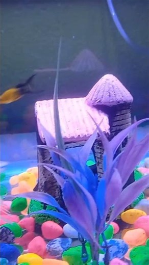 my fish collocation #song