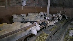 221K views · 6.3K reactions | Young entrepreneur dealing with sheep's sharing his experience (vedio of #discoverkashmir) | Chenab Valley Farming | Facebook