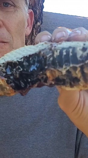 Fresh black #WildHoney. Thanks @sweetbeezus_ great #BeeRescue #honeybees #honeycomb #beetok