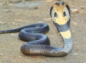 Trending Twitter video: Man dies after being bitten by cobra on bike