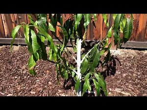 Mango tree pruning lessons... It grew like a weed