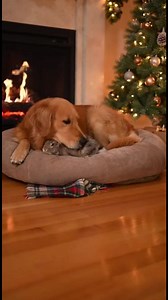 Unexpected Animal Friendship A dog and rabbit find warmth together. #fblifestyle #AI Generated using Kling AI . . . (For entertainment purposes only. Consult professionals if guidance on activities is presented. No brand affiliation is implied if any are shown. If inspired by true events, creative adaptations may be included. Content may include public footage.) | Fabiosa UK