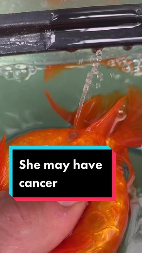 Reply to @chrysakf A follower of mine pointed this out, so I researched it. Also thank you to my sister @sarscoop for taking care of Viola. #fish